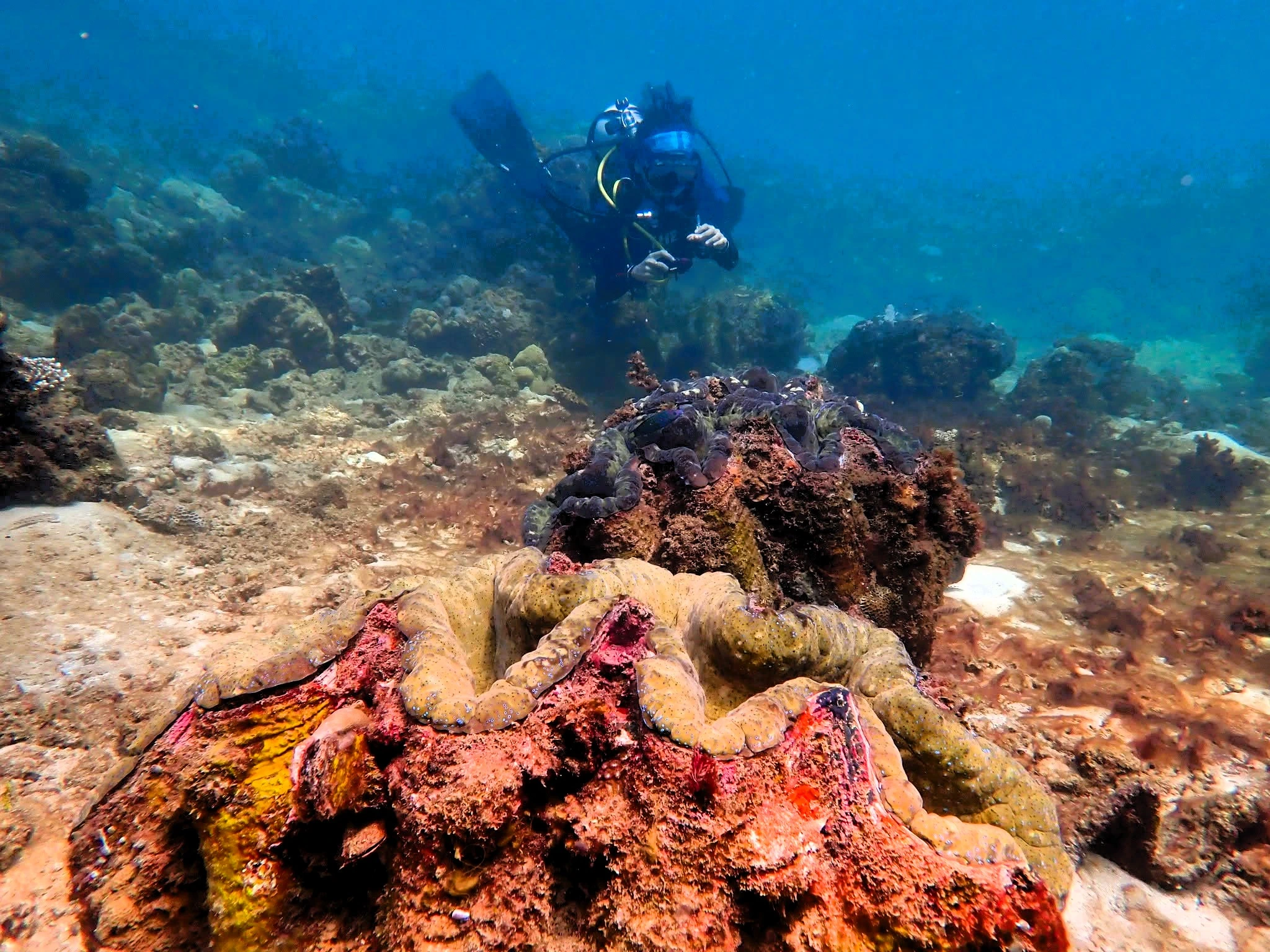 Giant clams with gold patterned mantles in the foreground and a diver in the blue water at Masinloc’s Taklobo Farm.