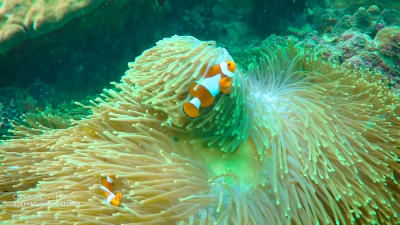 Orange and white anemonefish among anemone tentacles at Olanen Coral Reef, from the original reef film.