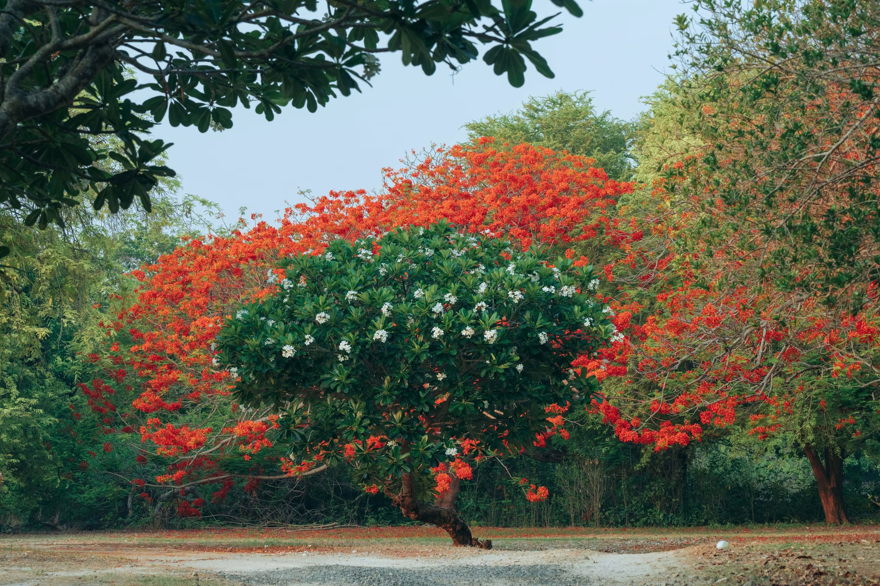 White blossoms and brilliant red flowering trees beside the island’s Kalachuchi Drive.