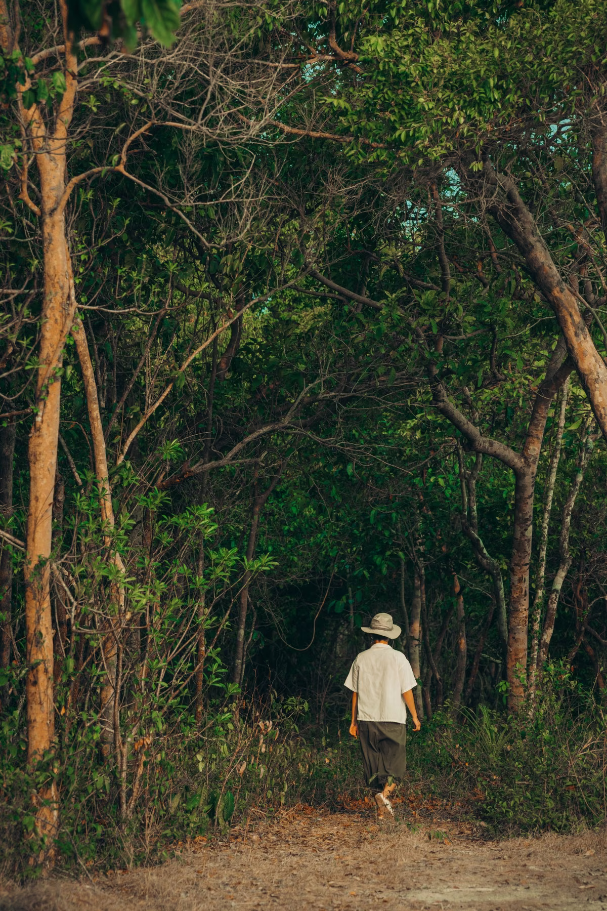 A person in a sun hat walks along a quiet forest trail beneath a canopy of green leaves.