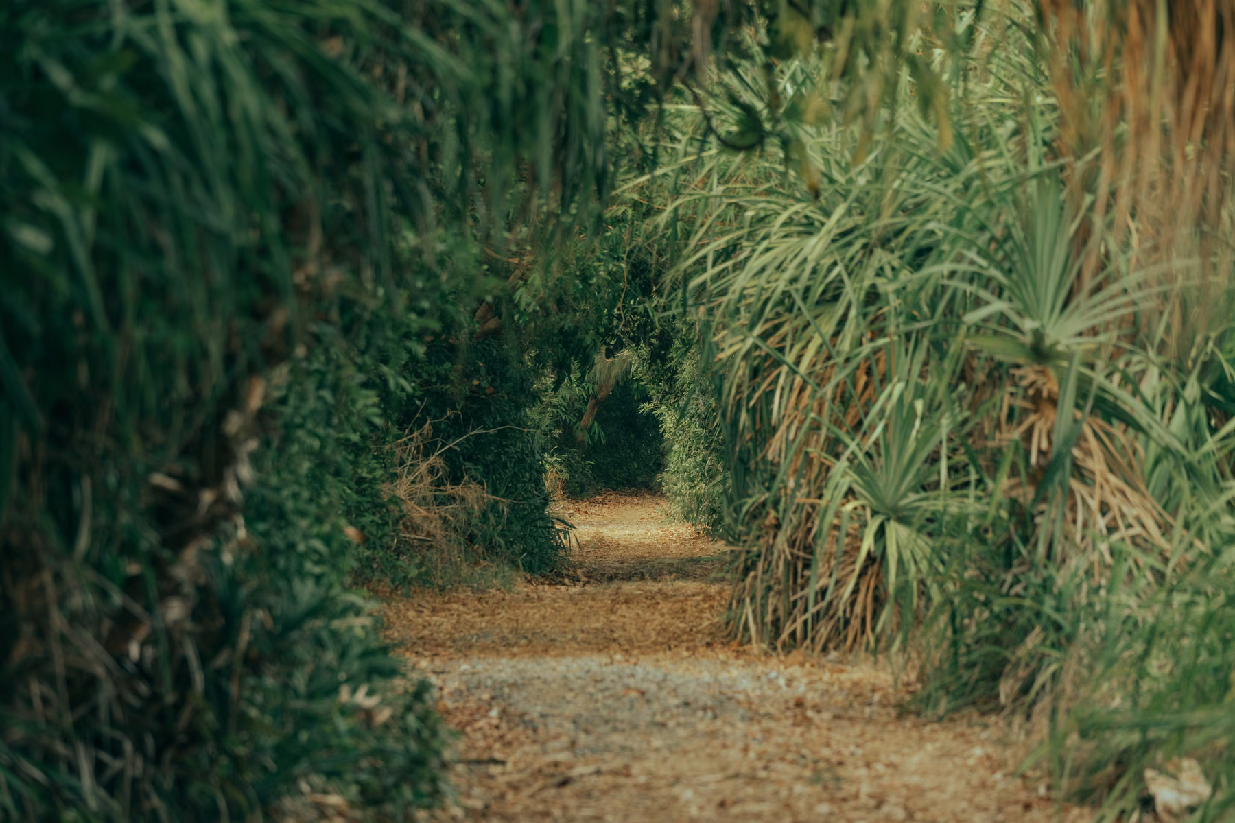 A quiet island path winds between dense green foliage and overhanging leaves.