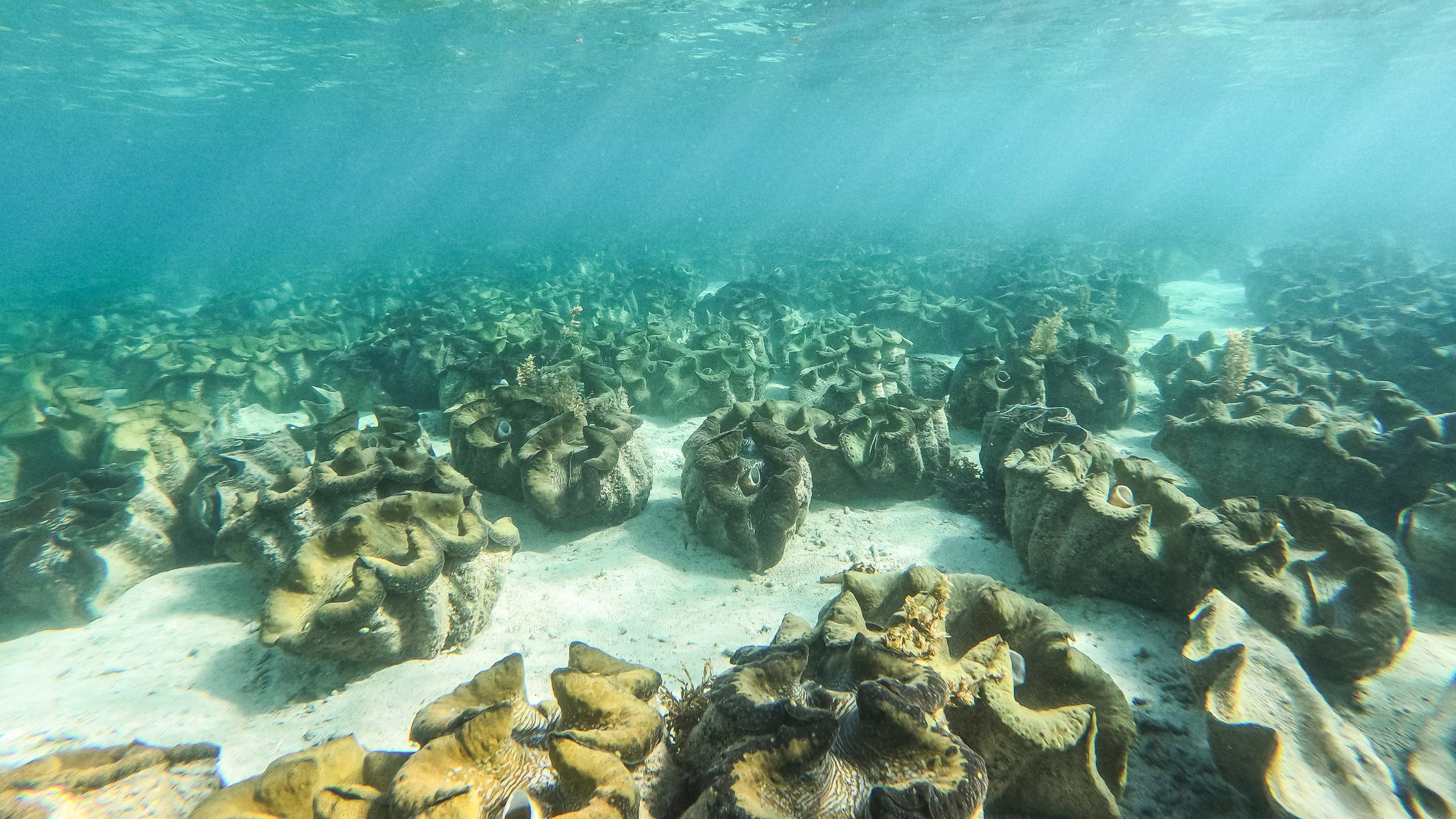Dozens of giant clams spread across the sandy seabed of the nursery off Silaki Island in Bolinao, Pangasinan.