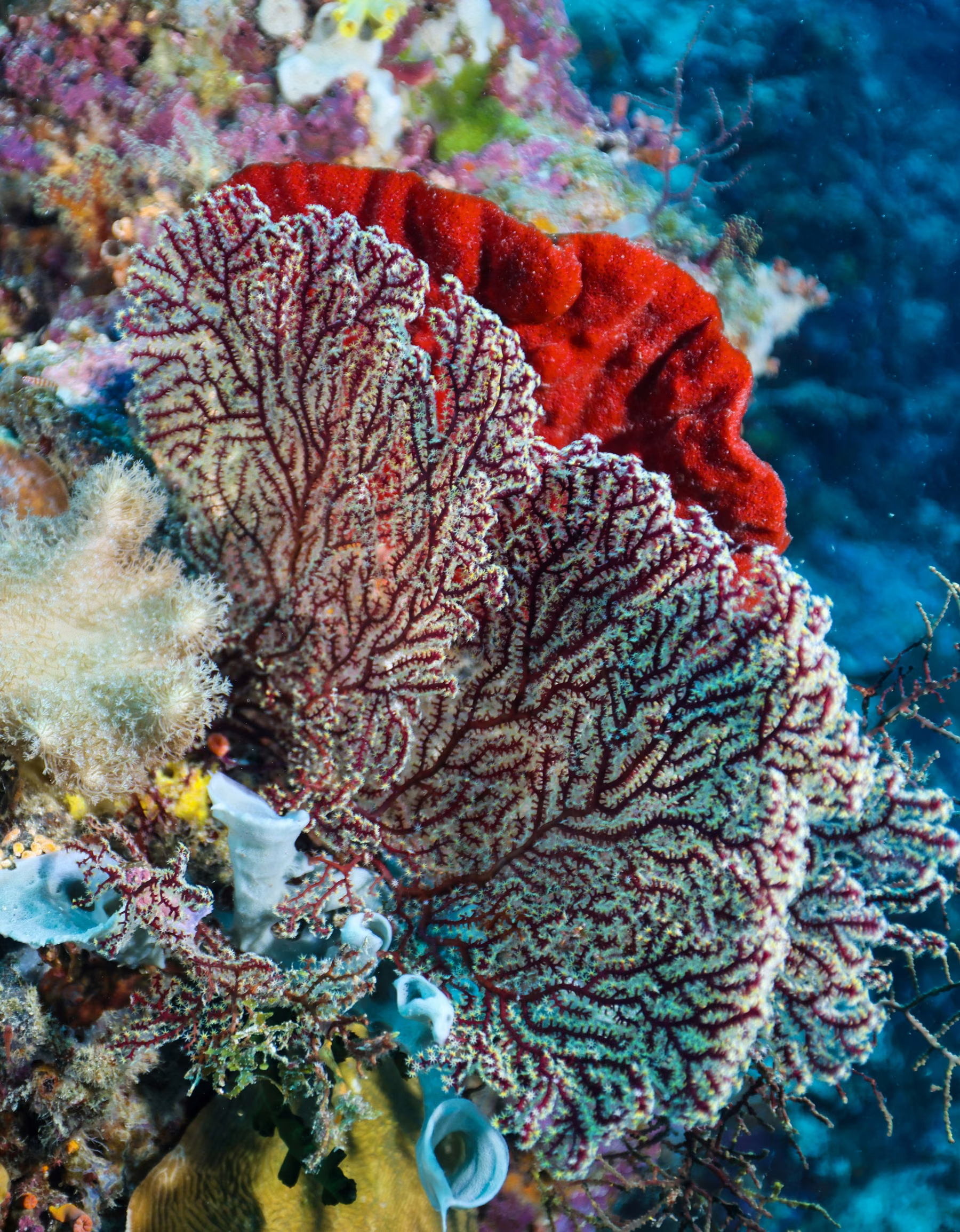 A sea fan, red sponge and colourful corals on a Philippine reef, shown as an illustrative underwater photograph.