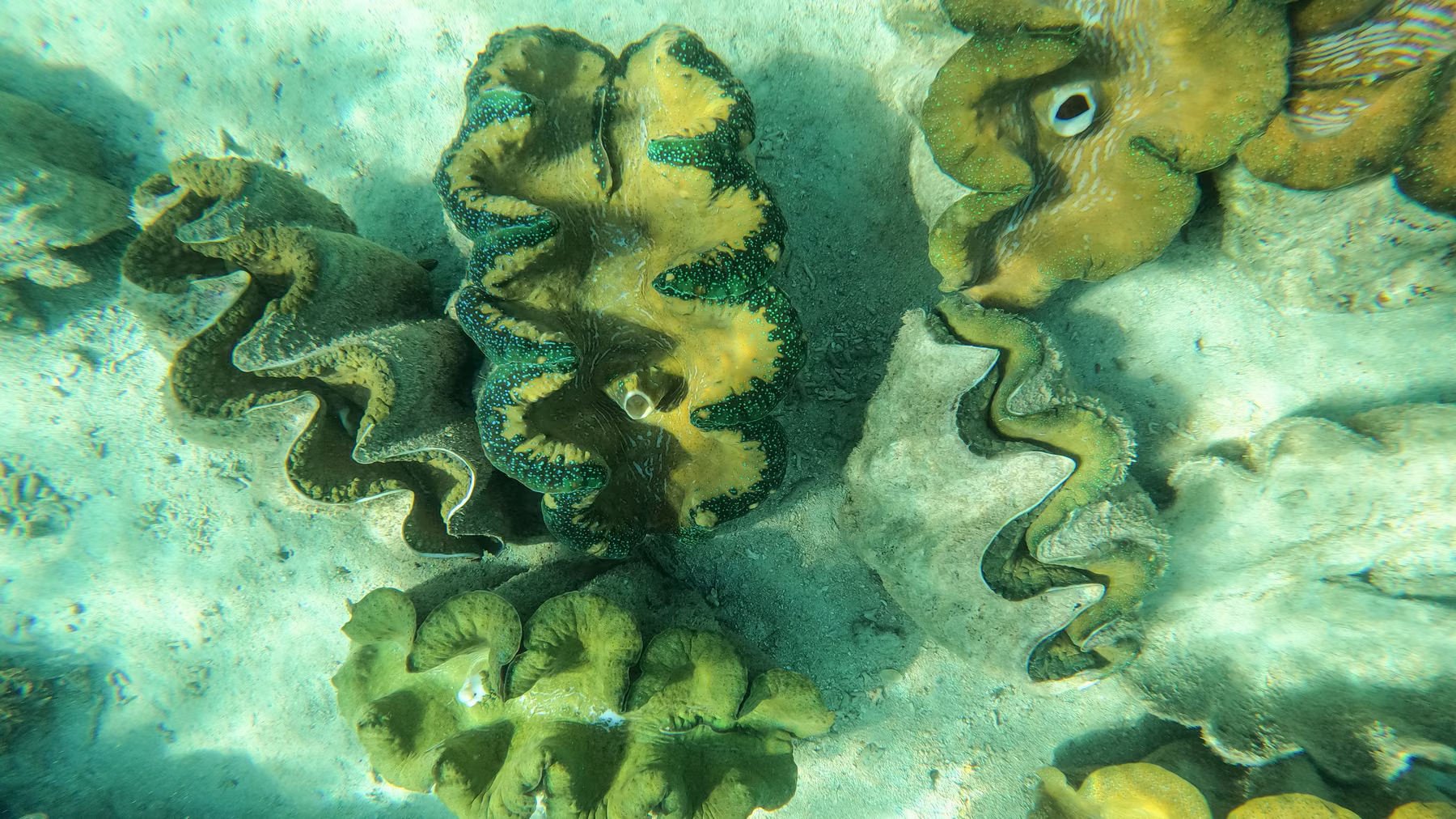 Giant clams with green and gold mantles and bright turquoise markings at Silaki Island in Bolinao.