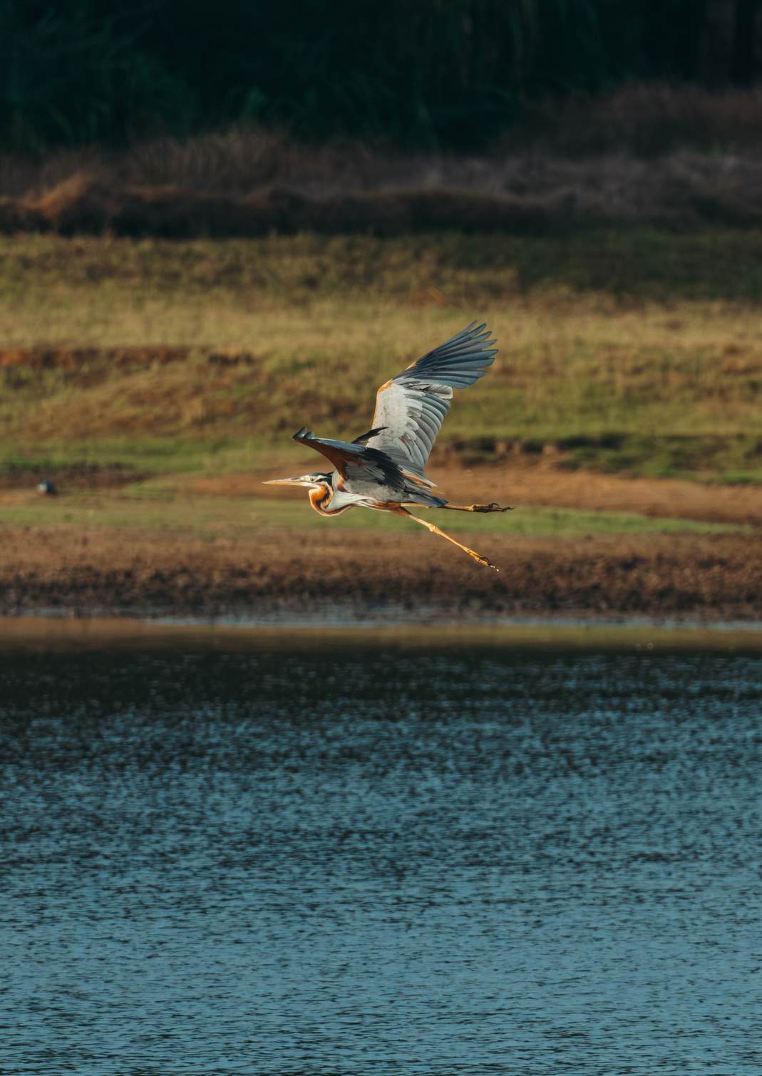 A long-legged bird lifts above the island lake, with water, grass and woodland in the background.