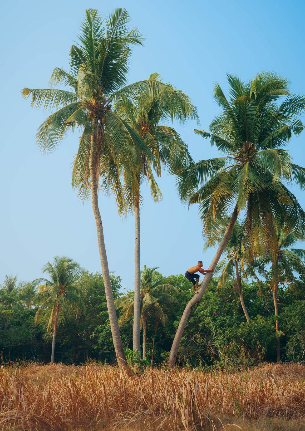 Tall coconut palms beneath a clear blue sky, with a person climbing a gently leaning trunk.